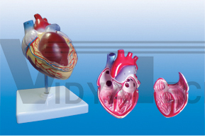 The dissection model of heart